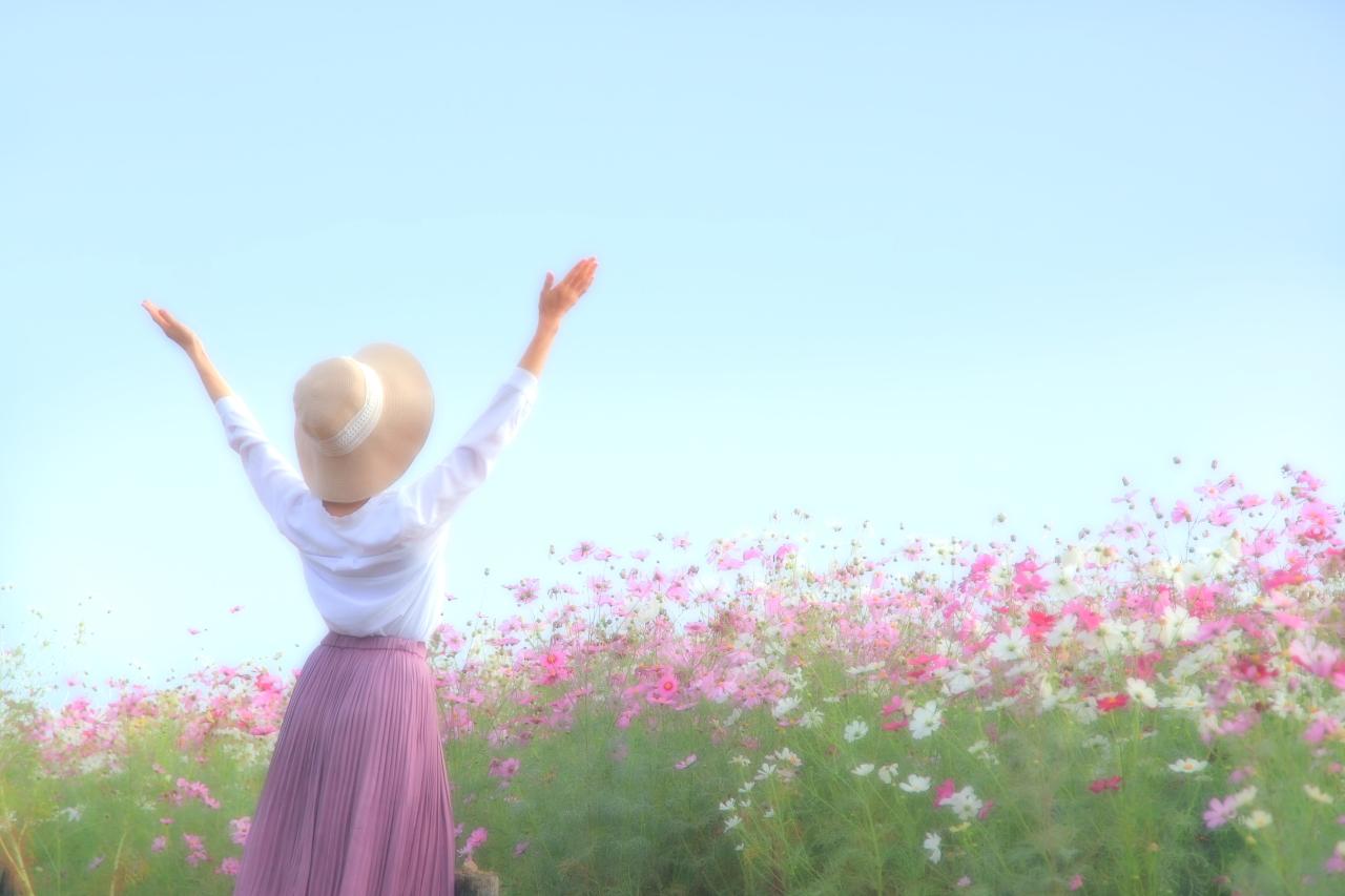心癒されるコスモスの絶景！白木峰で過ごす秋のひと時-1